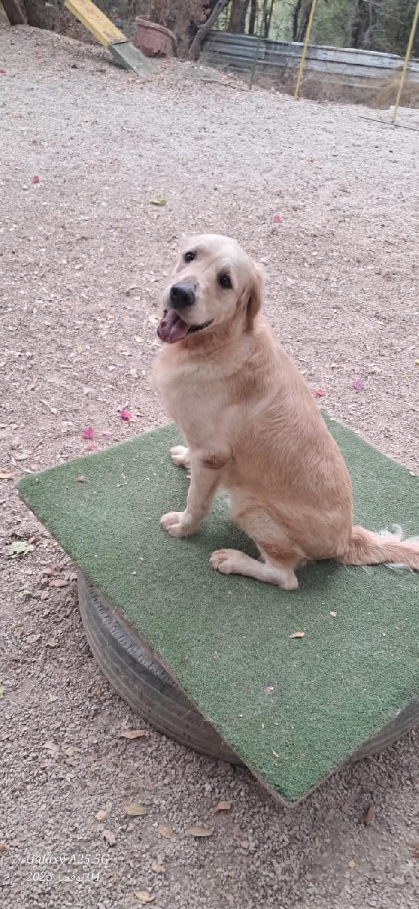 Casper, un simpatico Golden Retriever Foto 5